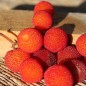 Preview: Erdbeerbaum (Samen)