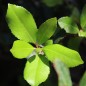 Preview: Erdbeerbaum (Samen)