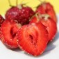 Preview: Erdbeere Cambridge Favourite (Pflanze)