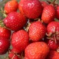 Preview: Neu! Erdbeere Garriguette (Pflanze)