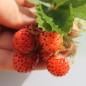 Preview: Erdbeere Georges Pink (Pflanze)