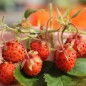 Preview: Erdbeere Georges Pink (Pflanze)