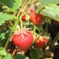 Preview: Erdbeere Korbinskaya Rannyaya (Pflanze)