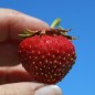 Preview: Erdbeere Korbinskaya Rannyaya (Pflanze)