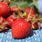 Preview: Erdbeere Korbinskaya Rannyaya (Pflanze)