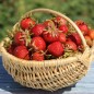 Preview: Erdbeere Korbinskaya Rannyaya (Pflanze)