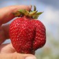 Preview: Neu! Erdbeere Riesenerdbeere (Pflanze)