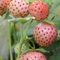 Preview: Neu! Erdbeere Weiße Ananas (Pflanze)