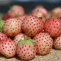 Preview: Neu! Erdbeere Weiße Ananas (Pflanze)