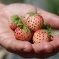 Preview: Neu! Erdbeere Weiße Ananas (Pflanze)