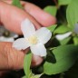 Preview: Erdbeerjasmin Silberregen (Walderdbeerduft) (Pflanze)