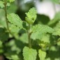 Preview: Erdbeerminze (Pflanze)