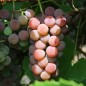 Preview: Erdbeerwein Lidia (Pflanze)
