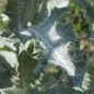 Preview: Schottische Distel (Eselsdistel) (Samen)