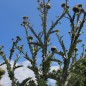 Preview: Schottische Distel (Eselsdistel) (Samen)