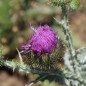 Preview: Schottische Distel (Eselsdistel) (Samen)