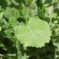 Preview: Ewiger Kohl (Pflanze)