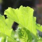 Preview: Ewiger Kohl (Pflanze)