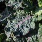 Preview: Ewiger Kohl Homesteader’s Kaleidoscopic Grex (Samen)