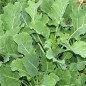 Preview: Ewiger Kohl (Pflanze)