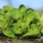 Preview: Neu! Feldsalat Coquille de Louvriers (Samen)