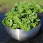 Preview: Neu! Feldsalat Coquille de Louvriers (Samen)