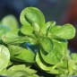 Preview: Neu! Feldsalat Coquille de Louvriers (Samen)