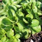 Preview: Neu! Feldsalat Coquille de Louvriers (Samen)