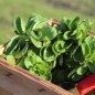 Preview: Neu! Feldsalat Coquille de Louvriers (Samen)