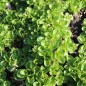 Preview: Neu! Feldsalat Coquille de Louvriers (Samen)