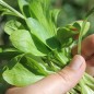 Preview: Feldsalat Grote Noordhollandse (Samen)