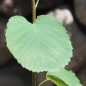 Preview: Felsenbirne Honeywood (Pflanze)