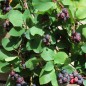 Preview: Felsenbirne Smoky (Pflanze)
