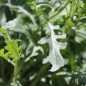 Preview: Flockenblume Graciosa (Samen)
