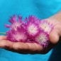 Preview: Flockenblume Purpurea Splendens (Samen)