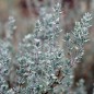 Preview: Französischer Thymian (Samen)