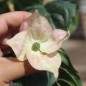Preview: Neu! Fruchthartriegel Cappuccino (Pflanze)