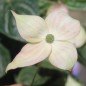 Preview: Neu! Fruchthartriegel Cappuccino (Pflanze)