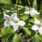 Preview: Fruchthartriegel Girard Nana (Pflanze)