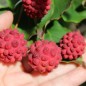 Preview: Fruchthartriegel Girard Nana (Pflanze)