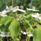 Preview: Fruchthartriegel Girard Nana (Pflanze)