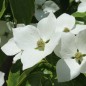 Preview: Neu! Fruchthartriegel Schmetterling (Pflanze)