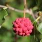 Preview: Neu! Fruchthartriegel Schmetterling (Pflanze)