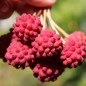 Preview: Neu! Fruchthartriegel Schmetterling (Pflanze)