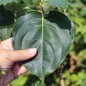 Preview: Neu! Fruchthartriegel Schmetterling (Pflanze)