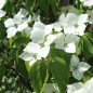 Preview: Neu! Fruchthartriegel Schmetterling (Pflanze)