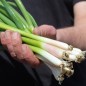 Preview: Frühlingszwiebel Bajkal (Samen)