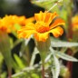 Preview: Färbertagetes (Samen)