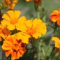 Preview: Färbertagetes (Samen)