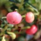 Preview: Mountain Tea Berry Donkerrose (selbstfruchtbar) (Pflanze)